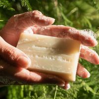 Juniper Ridge Coastal Pine – Bar Soap